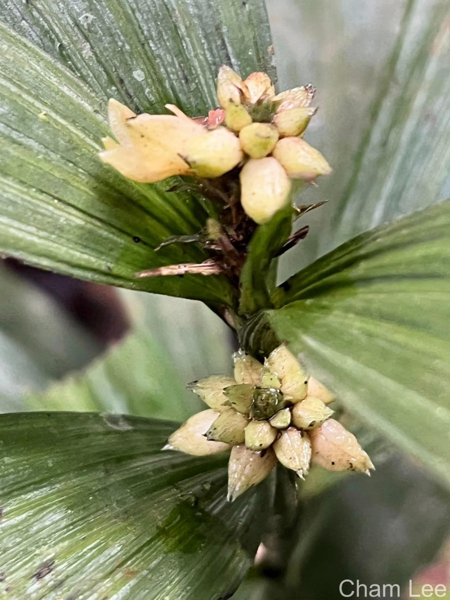 Tropidia thwaitesii Hook.f.